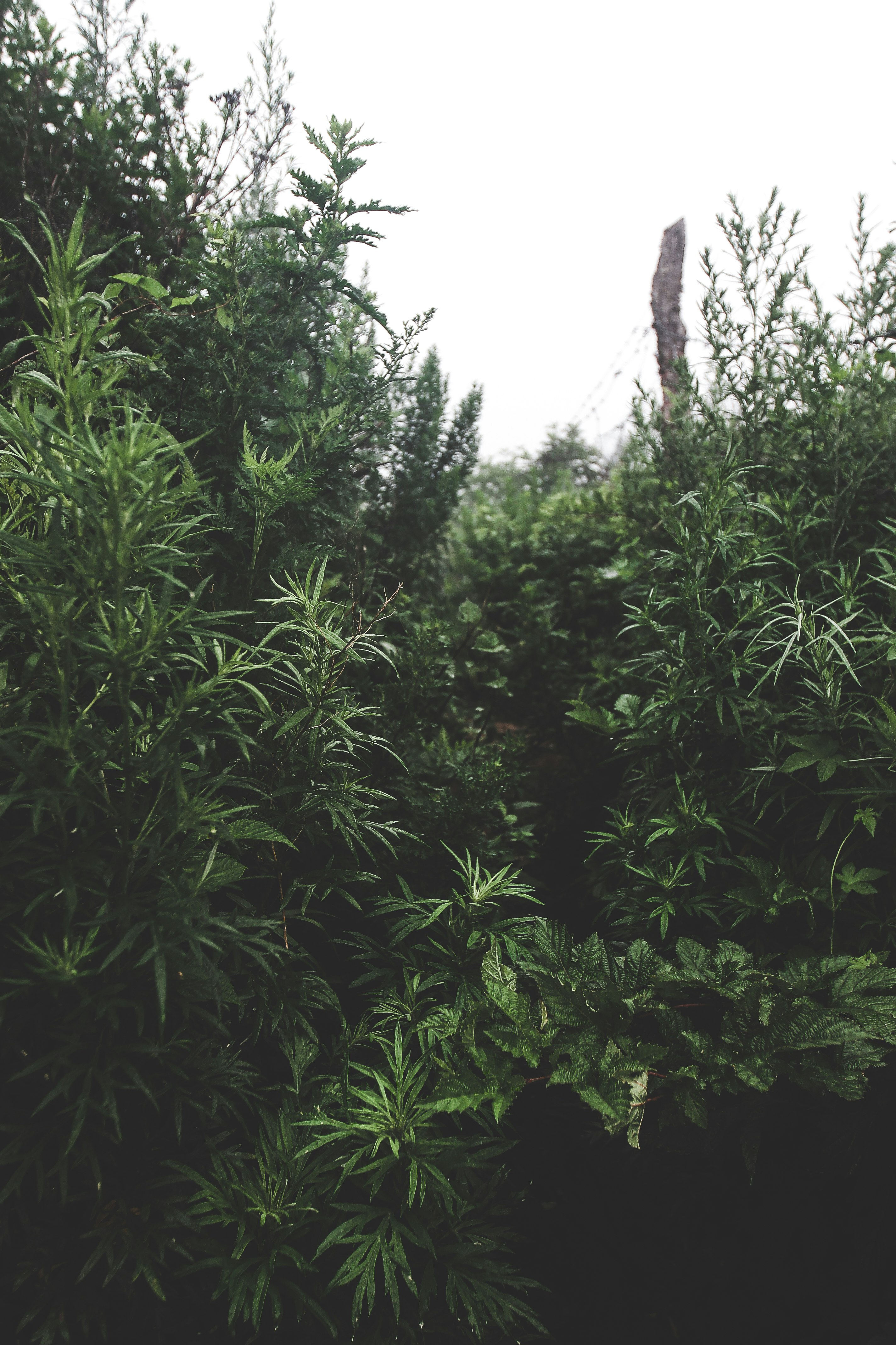 green-leafed plants